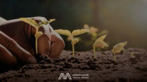 Mudas destinadas à semeadura e plantio