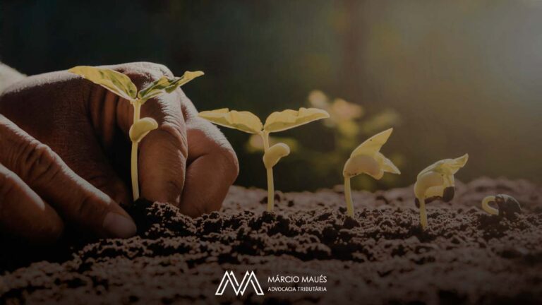Mudas destinadas à semeadura e plantio